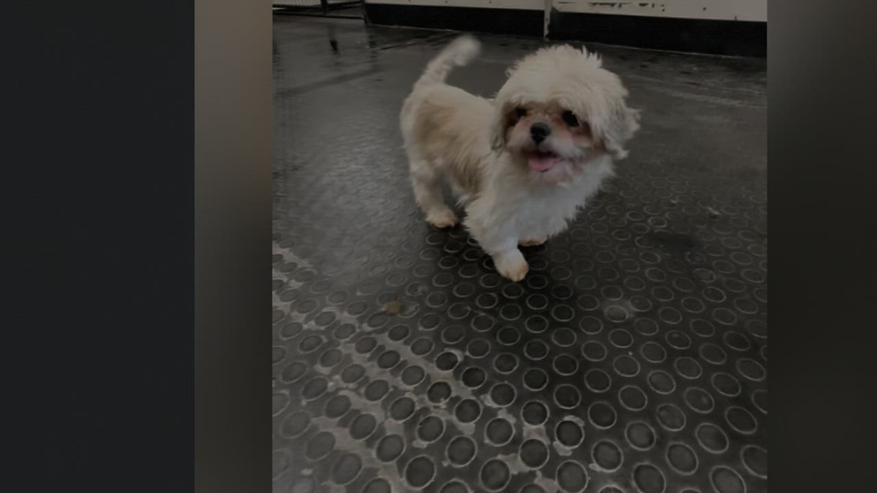 Enlarge Opalite, a Adoptable mixed breed in Hartland, WI video 4/4