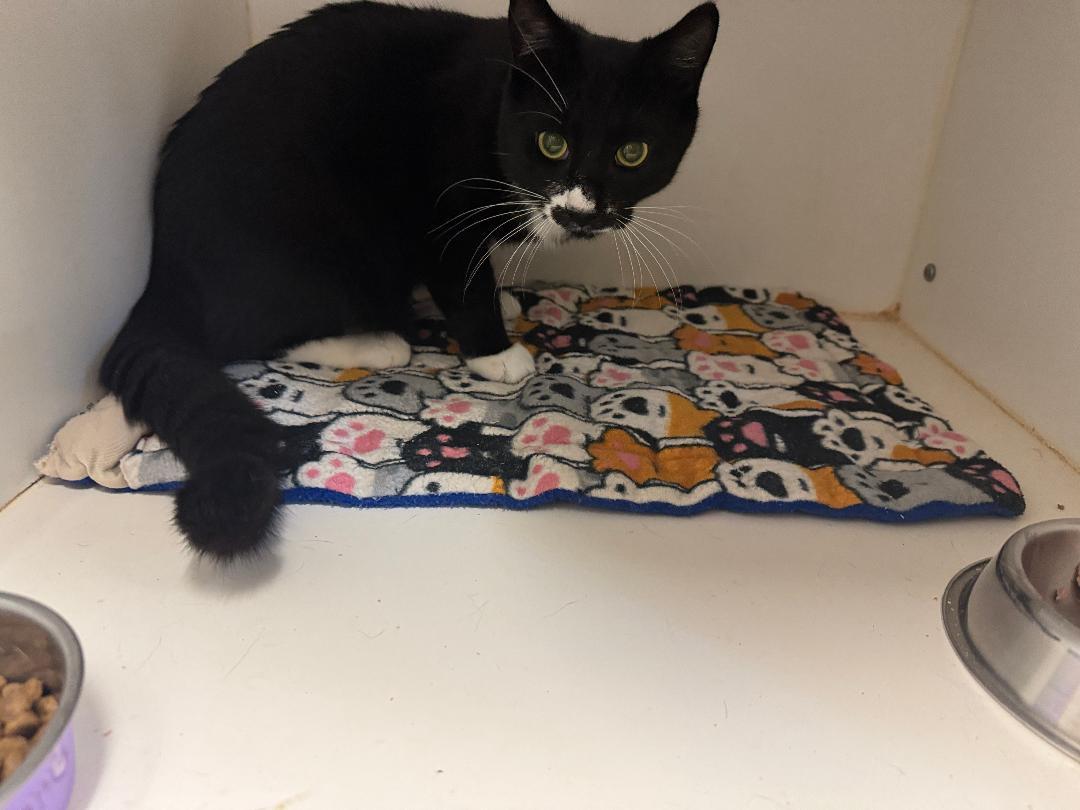 Enlarge Zorro, a ADOPTABLE Domestic Short Hair in Kent, WA image 1/1