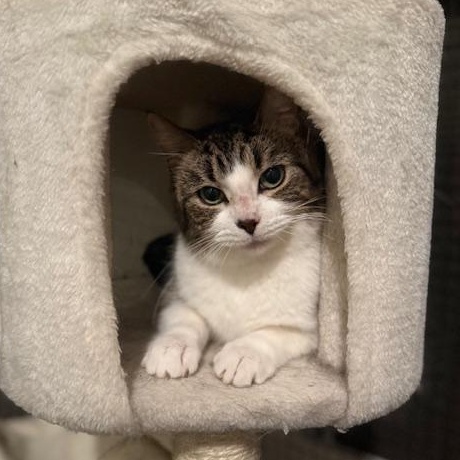 Enlarge Sugar, a ADOPTABLE Domestic Short Hair in Sweetwater, TN image 2/5