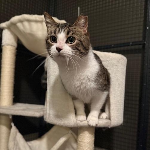 Enlarge Sugar, a ADOPTABLE Domestic Short Hair in Sweetwater, TN image 5/5