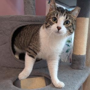 Sugar, ADOPTABLE, Adult Female Domestic Short Hair.