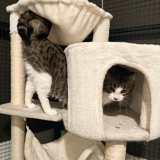 Enlarge Sugar, a ADOPTABLE Domestic Short Hair in Sweetwater, TN image 4/5