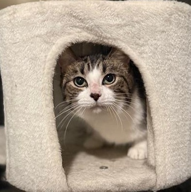 Enlarge Sugar, a ADOPTABLE Domestic Short Hair in Sweetwater, TN image 3/5