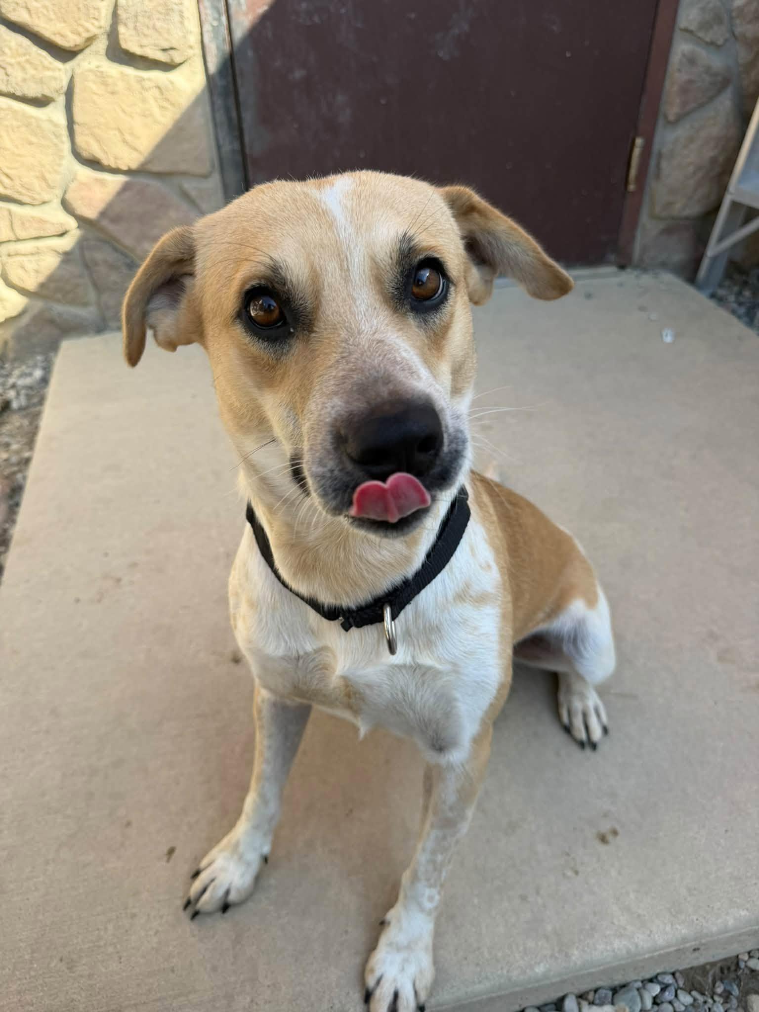 Enlarge Sylas, a Adoptable mixed breed in Sterling Heights, MI image 4/6