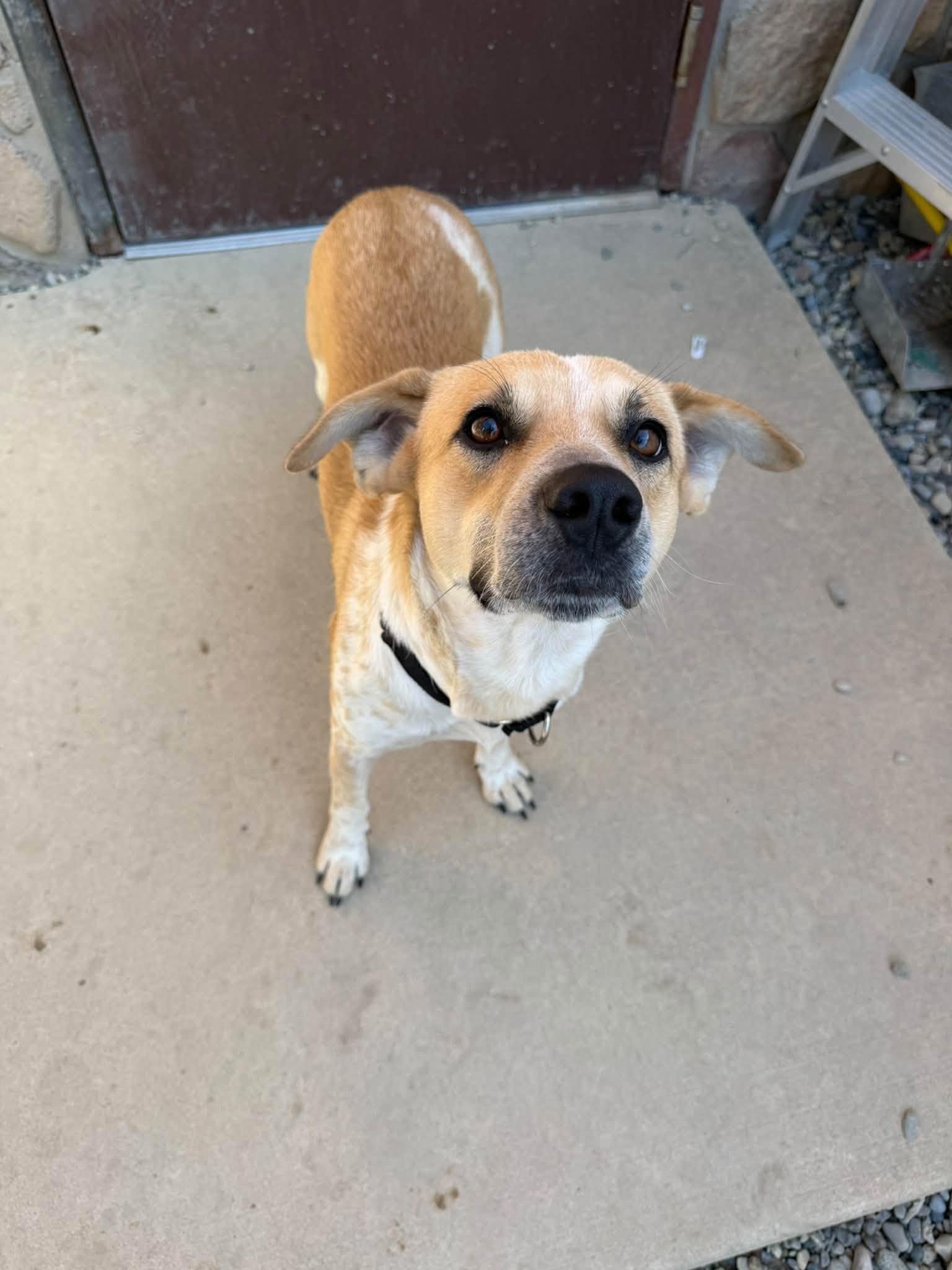 Enlarge Sylas, a Adoptable mixed breed in Sterling Heights, MI image 6/6