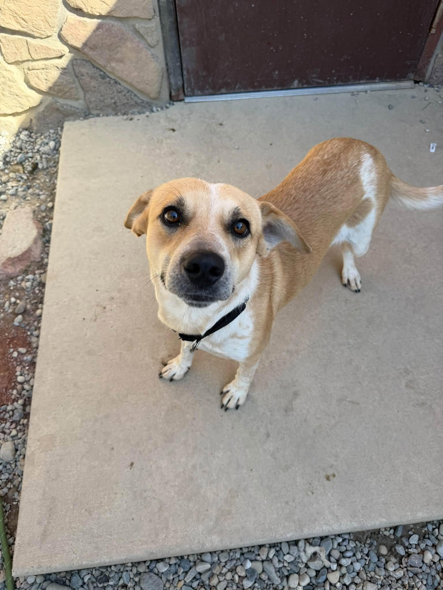 Enlarge Sylas, a Adoptable mixed breed in Sterling Heights, MI image 3/6