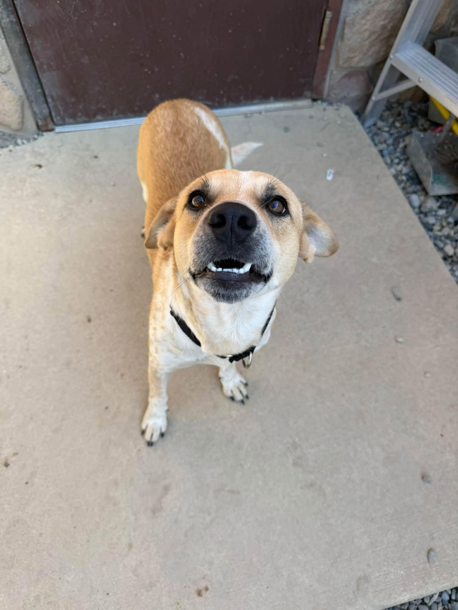 Enlarge Sylas, a Adoptable mixed breed in Sterling Heights, MI image 5/6