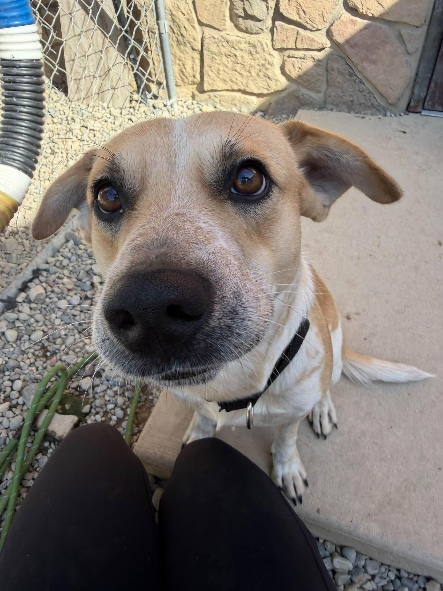 Enlarge Sylas, a Adoptable mixed breed in Sterling Heights, MI image 1/6