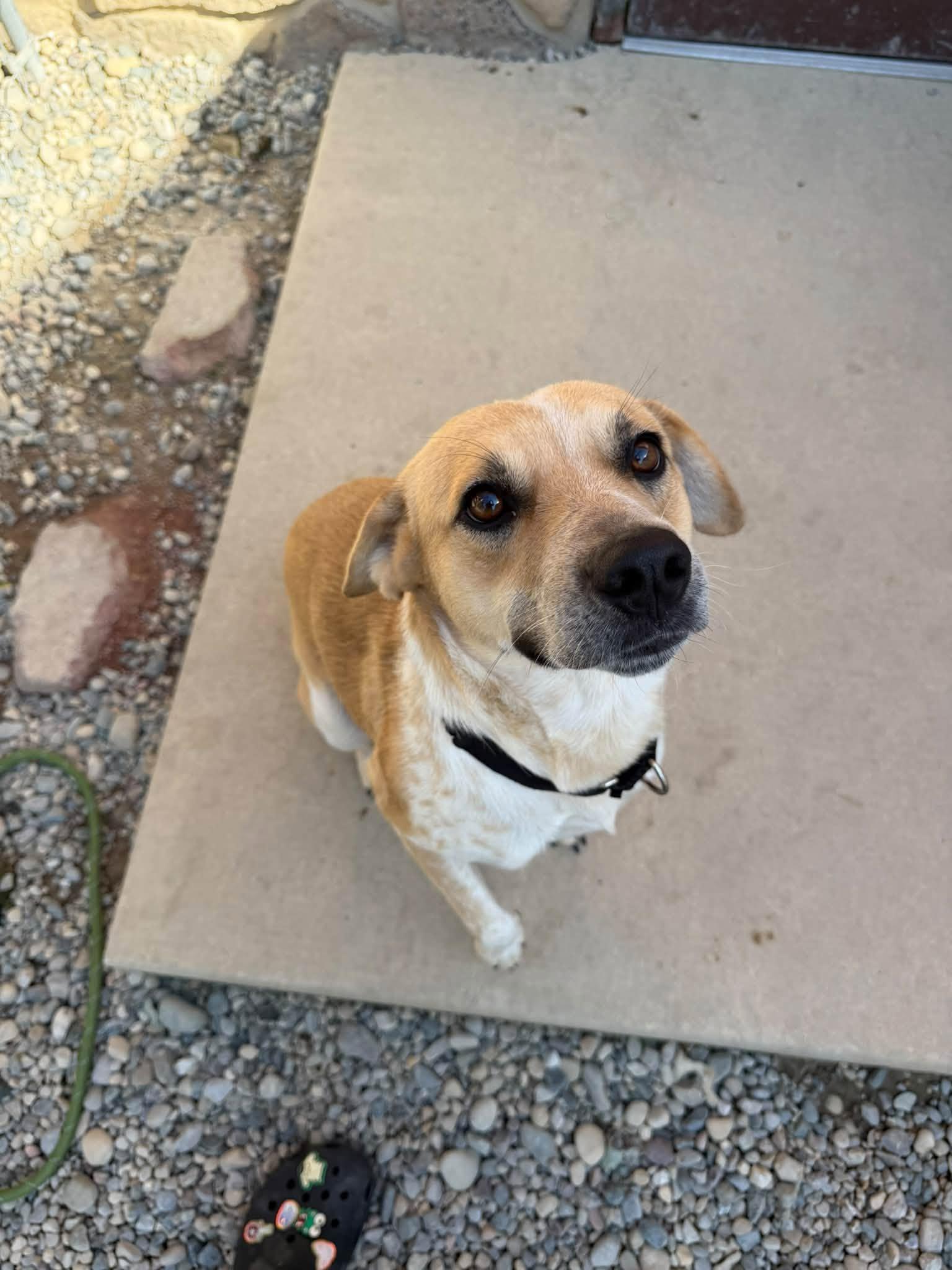 Enlarge Sylas, a Adoptable mixed breed in Sterling Heights, MI image 2/6