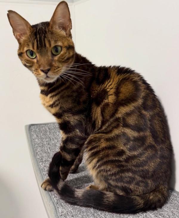 Enlarge ROYCE, a ADOPTABLE Bengal in Madison, WI image 1/3
