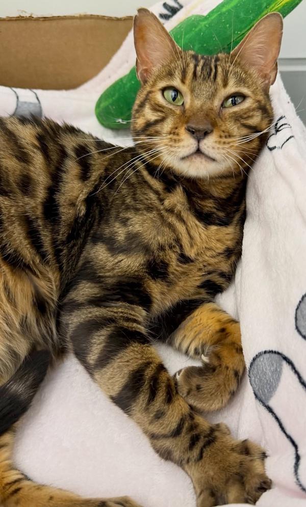 Enlarge ROYCE, a ADOPTABLE Bengal in Madison, WI image 3/3