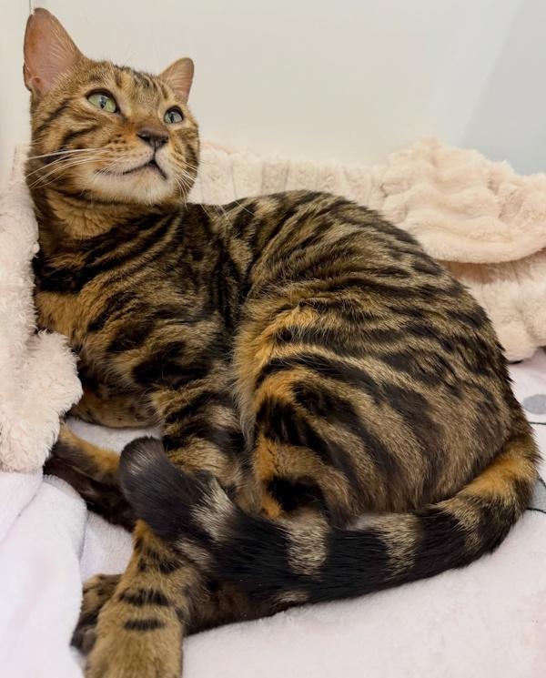 Enlarge ROYCE, a ADOPTABLE Bengal in Madison, WI image 2/3