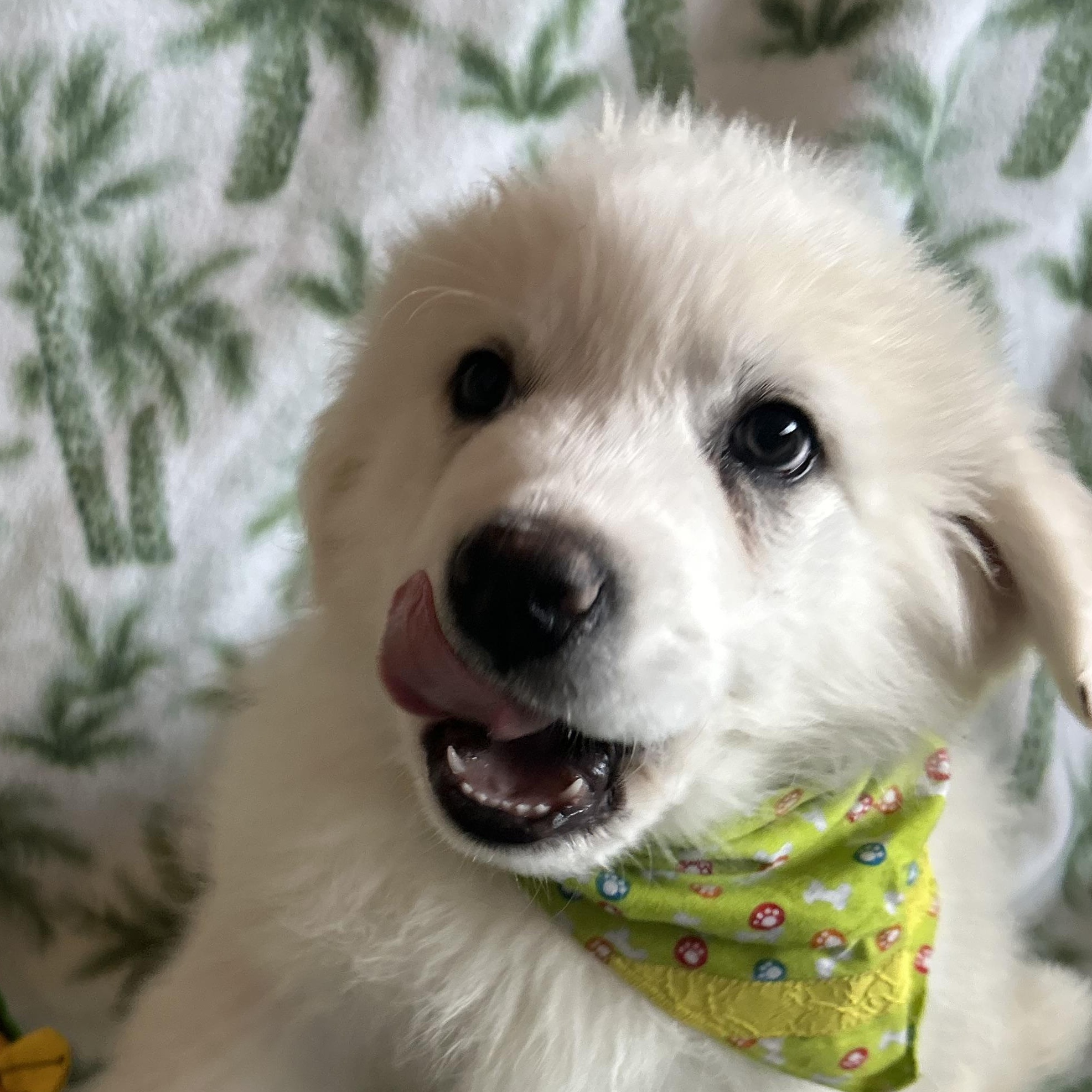 Patrick, adopted, Puppy Male Great Pyrenees & Australian Shepherd.