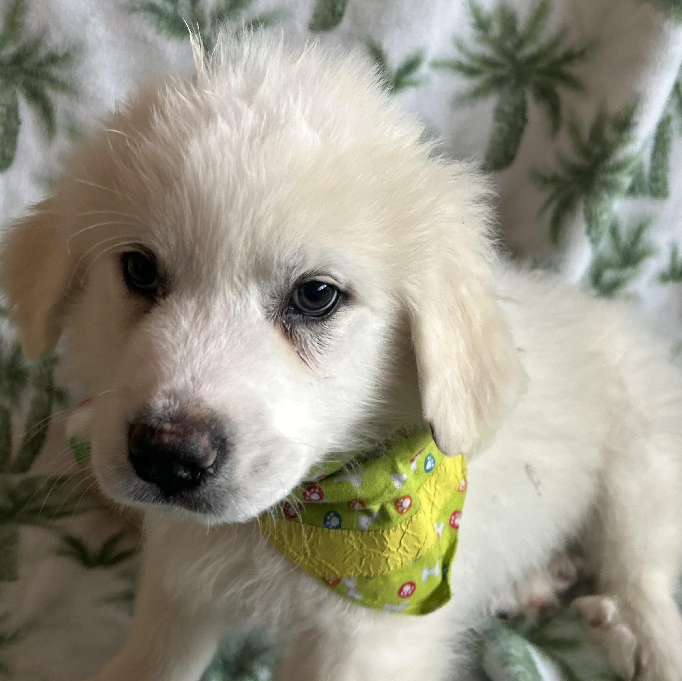 Enlarge Patrick, an adopted mixed breed in Madison Heights, MI image 4/5