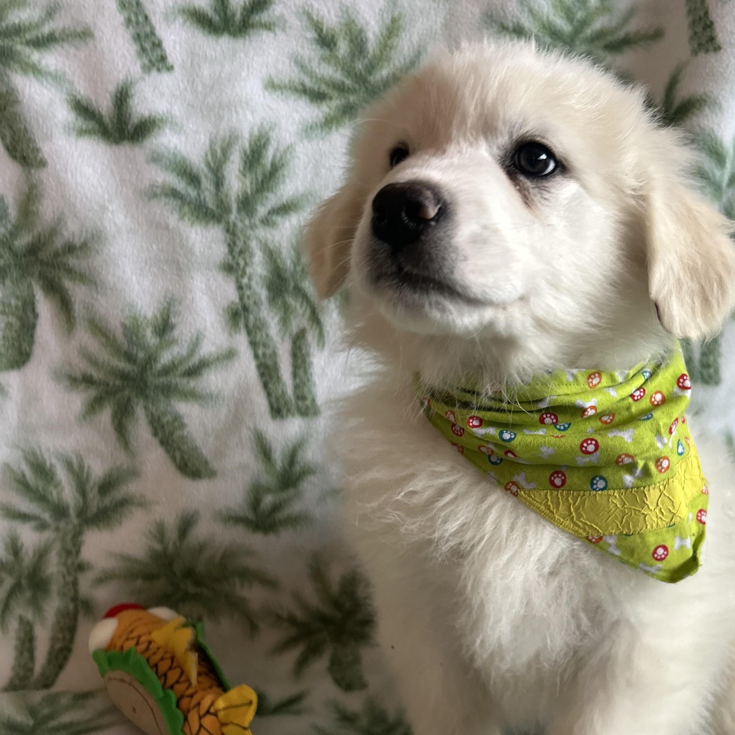 Enlarge Patrick, an adopted mixed breed in Madison Heights, MI image 3/5