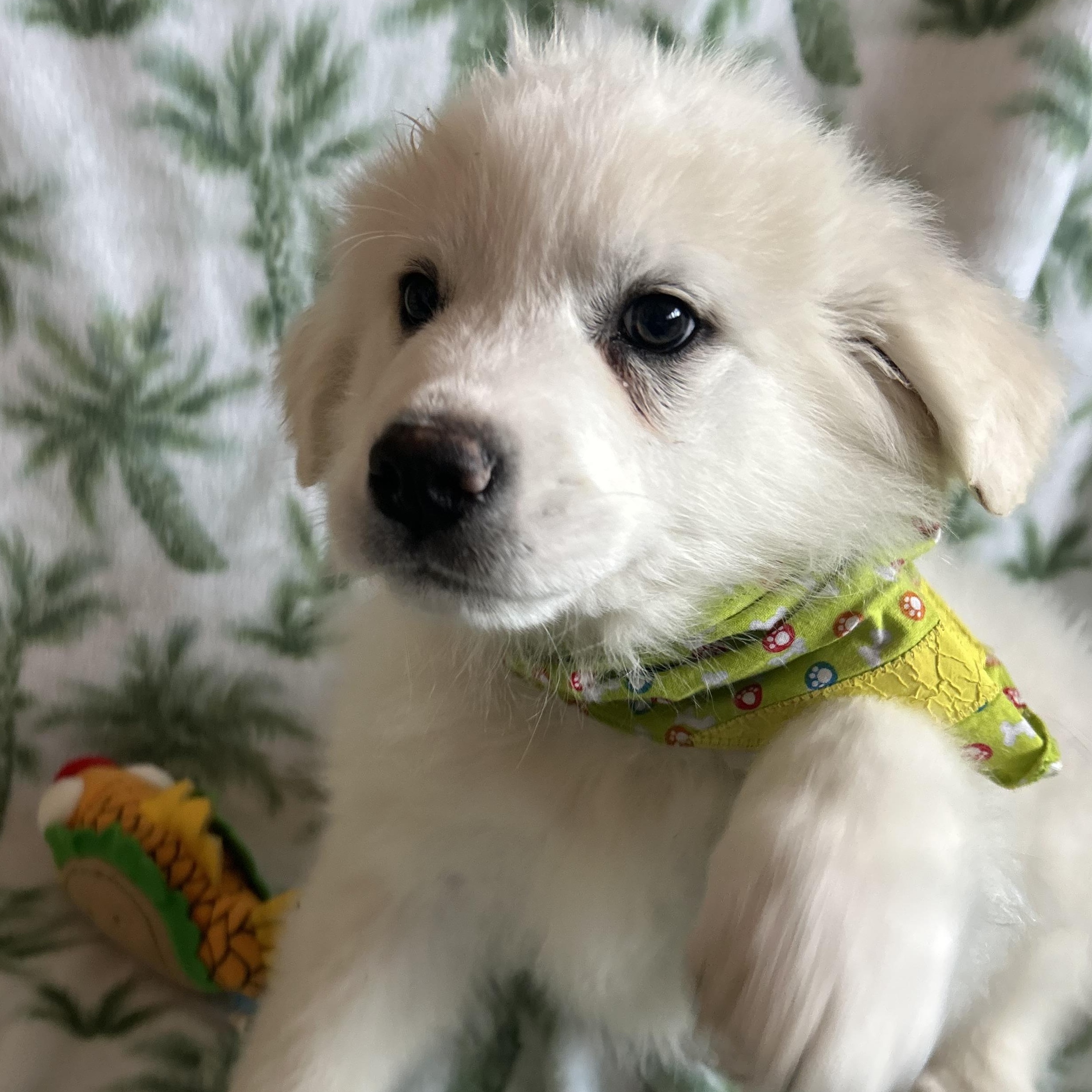 Enlarge Patrick, an adopted mixed breed in Madison Heights, MI image 2/5