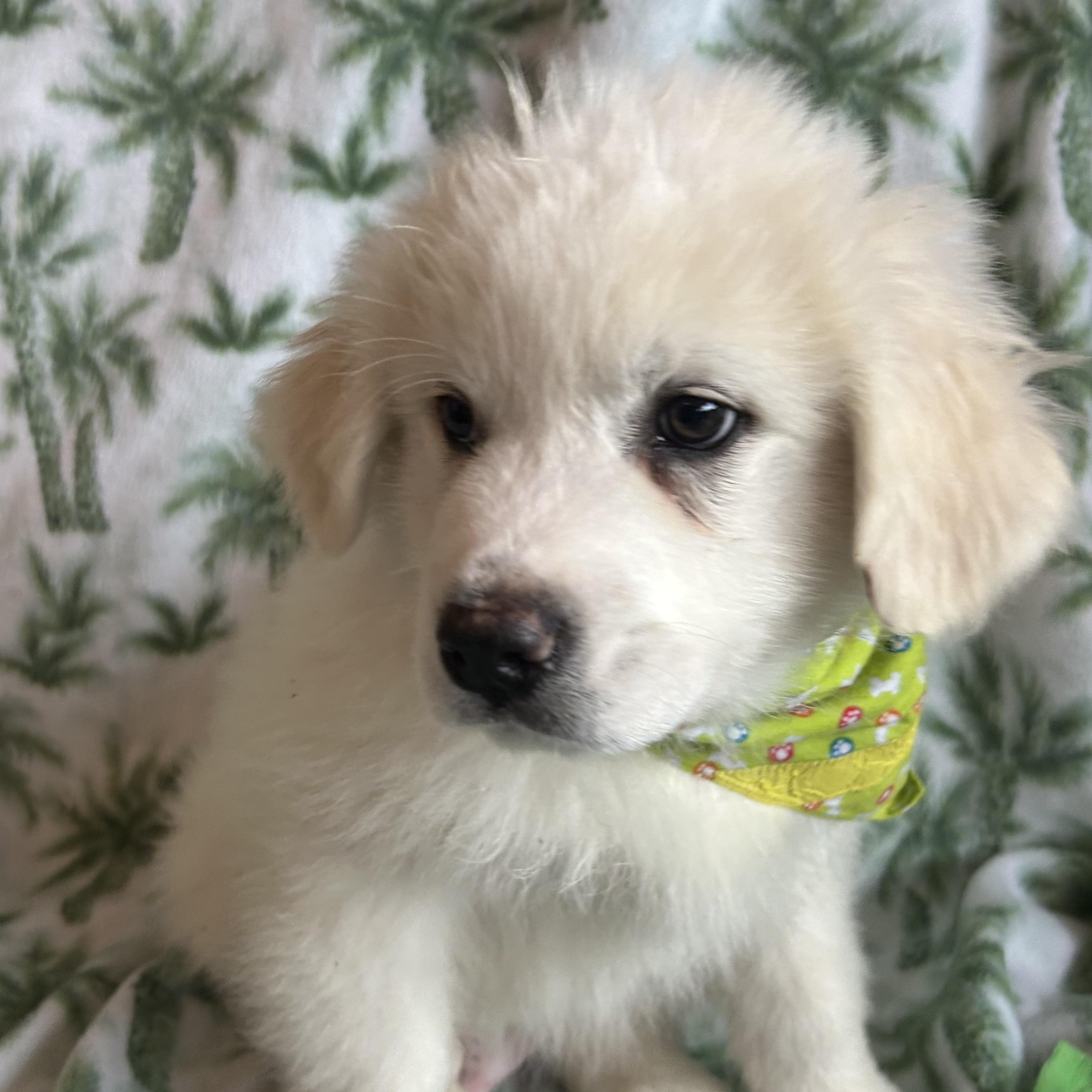 Enlarge Patrick, an adopted mixed breed in Madison Heights, MI image 5/5