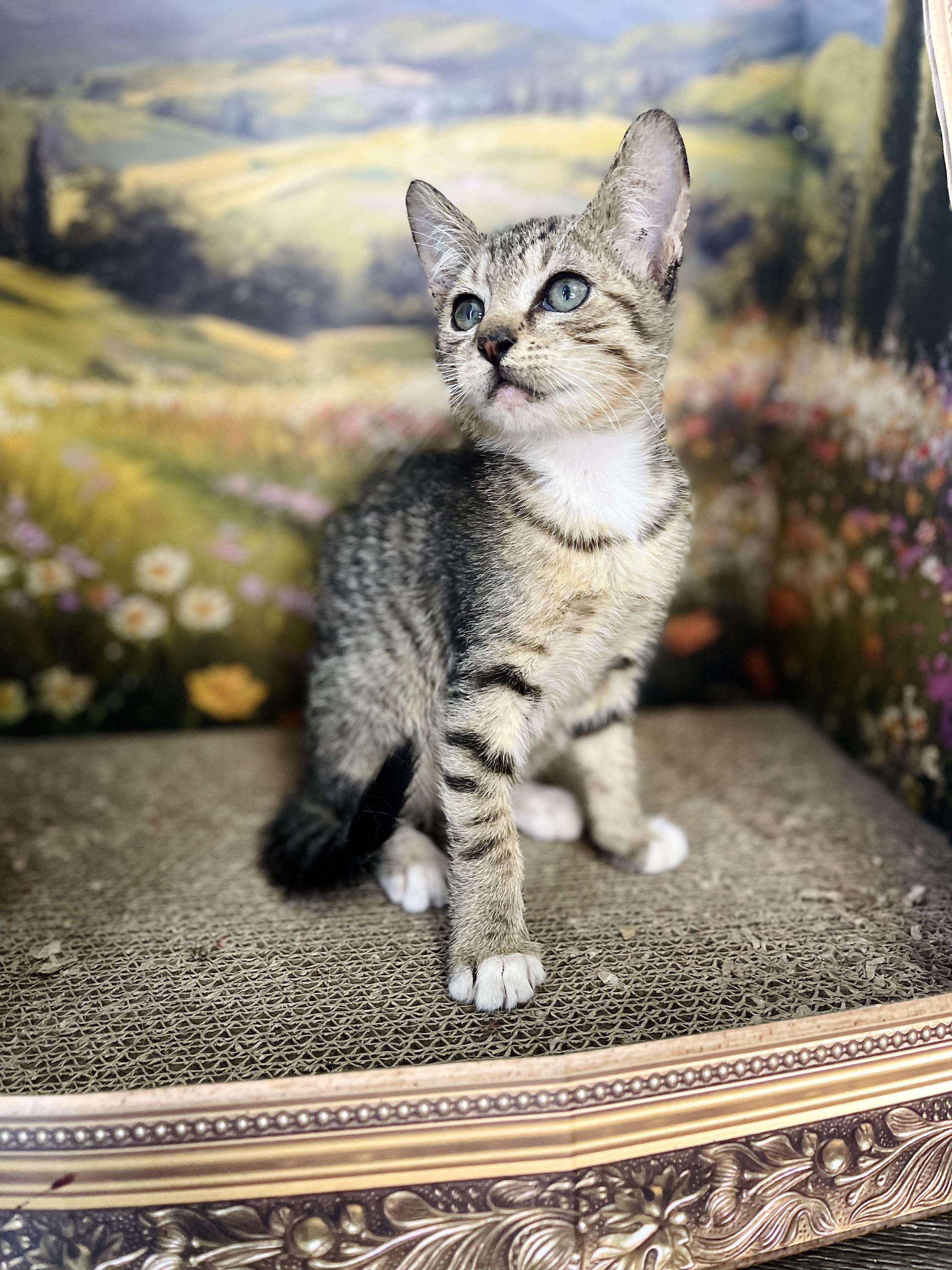 Jasper, an adopted American Shorthair in Fort Pierce, FL image 3/5