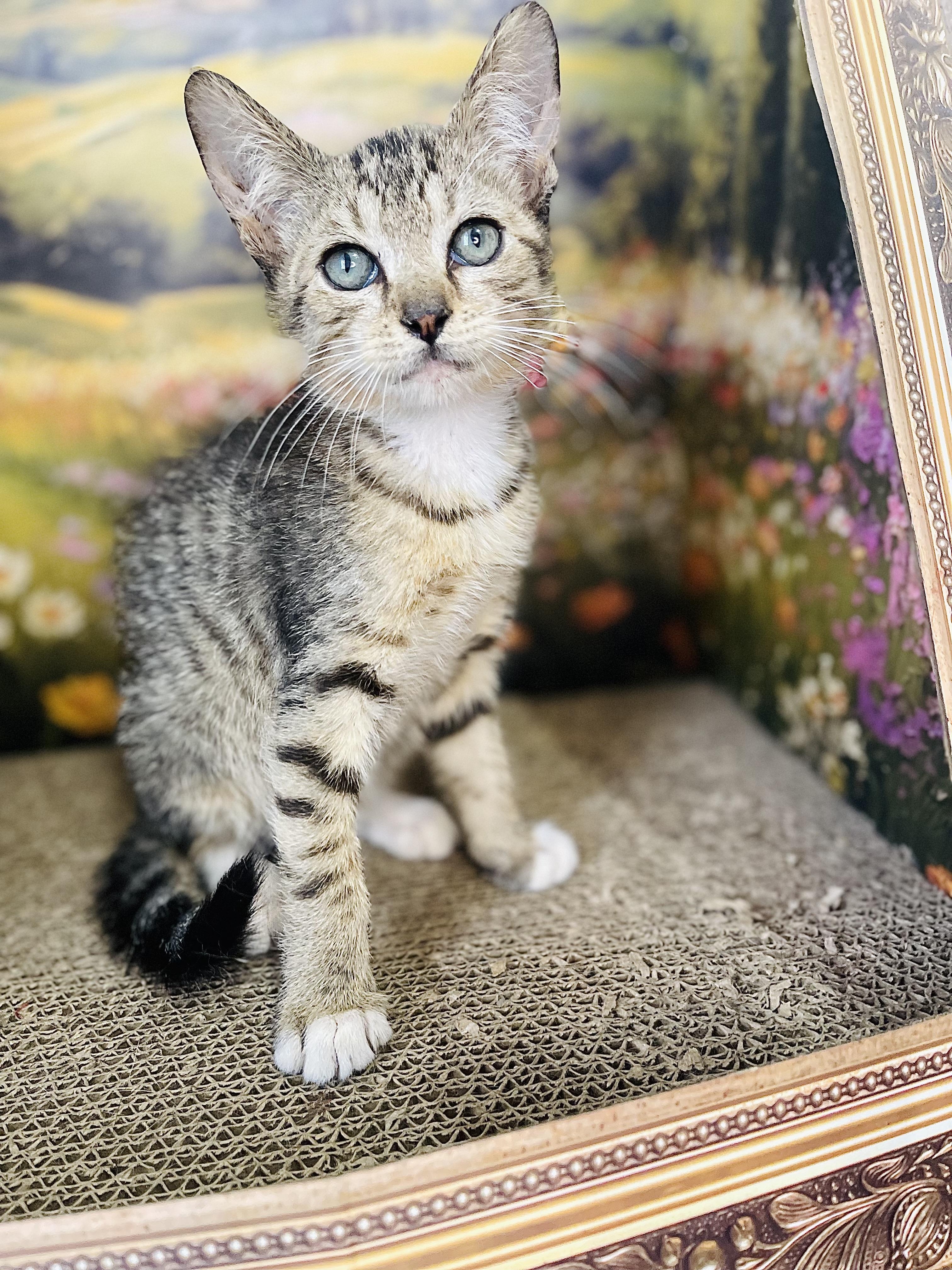 Jasper, an adopted American Shorthair in Fort Pierce, FL image 4/5
