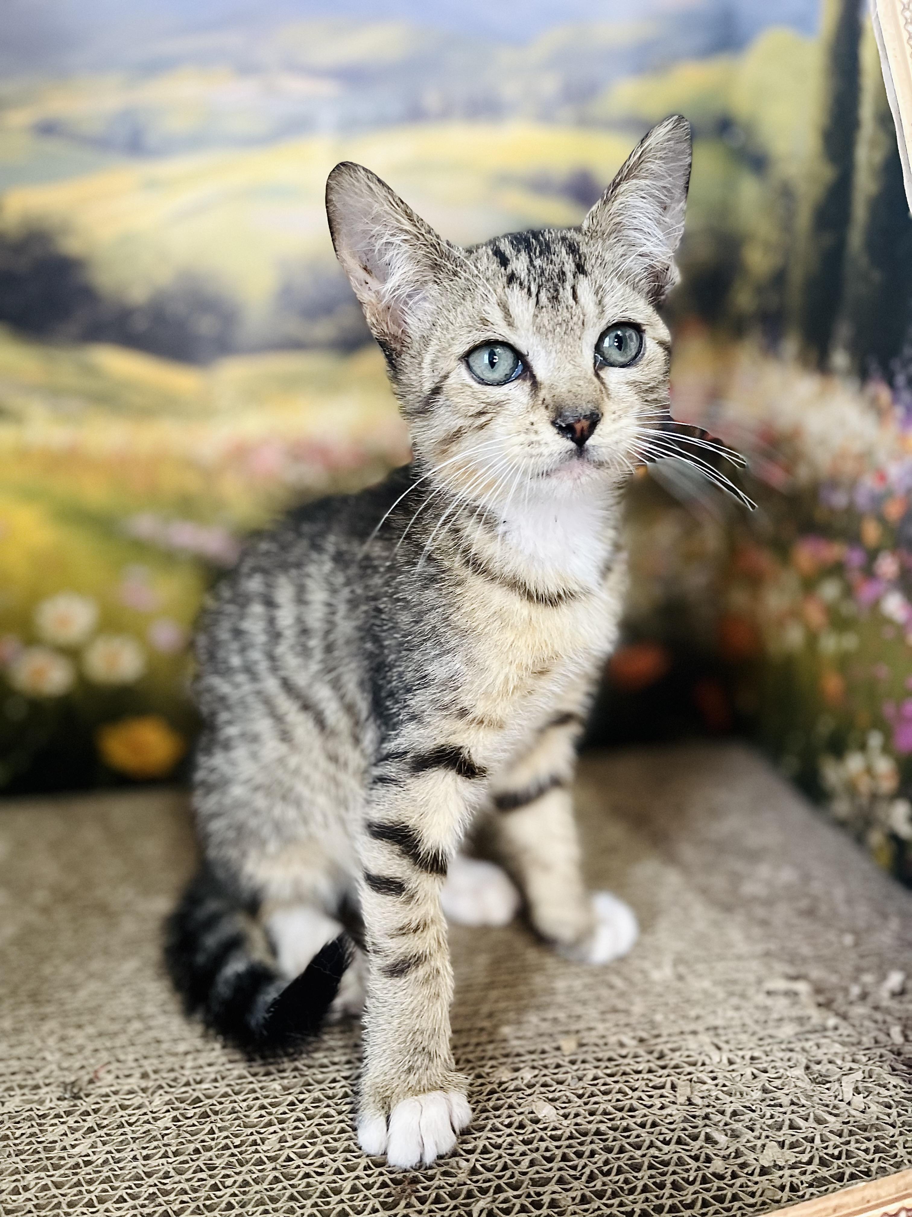 Jasper, an adopted American Shorthair in Fort Pierce, FL image 2/5