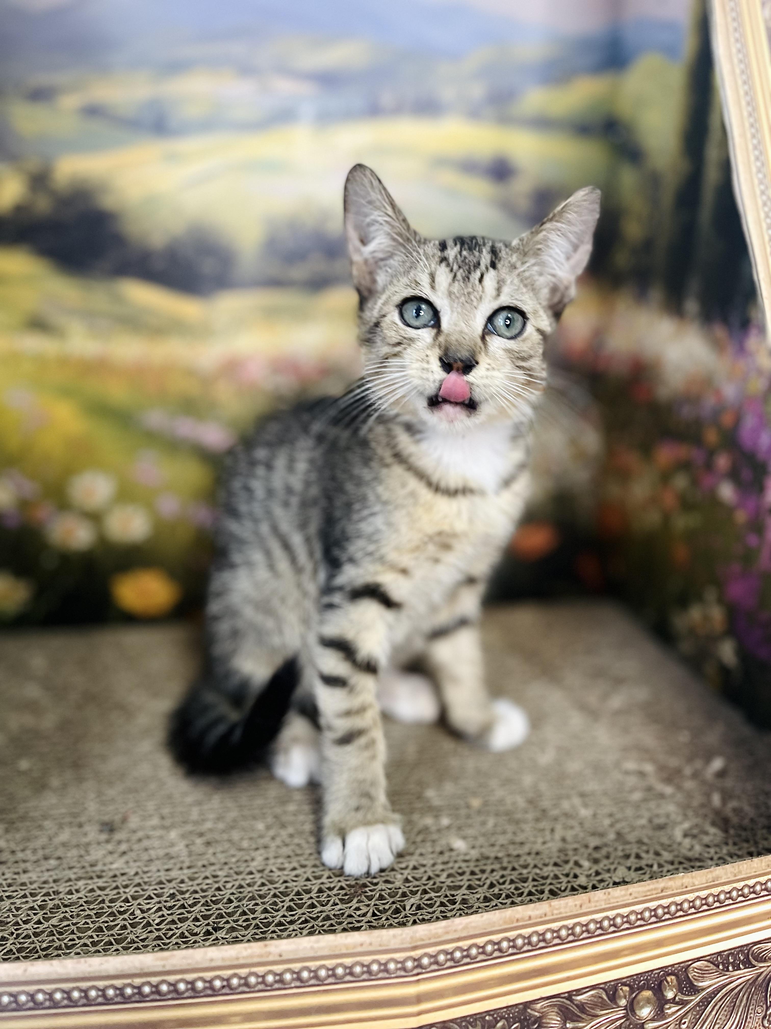 Jasper, an adopted American Shorthair in Fort Pierce, FL image 1/5