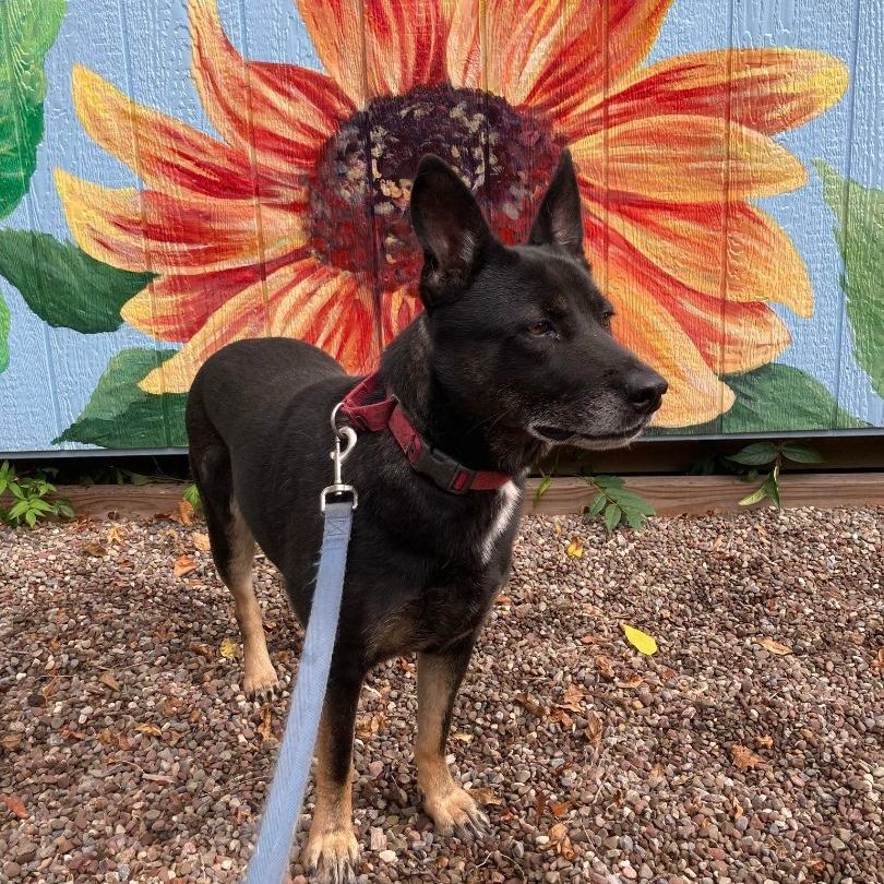 Waffles, a Adoptable Shepherd in Rochester, NY image 3/6