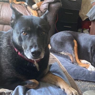 Waffles, a Adoptable Shepherd in Rochester, NY image 2/6