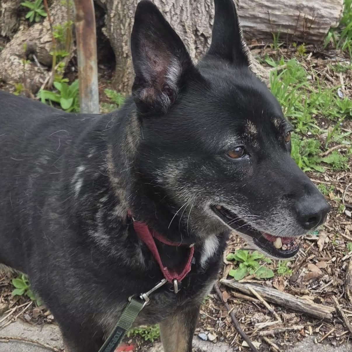 Enlarge Waffles, a Adoptable Shepherd in Rochester, NY image 6/6
