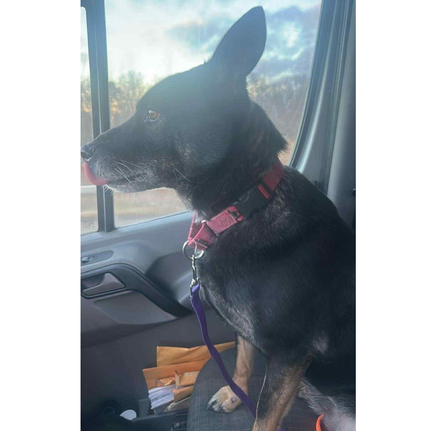 Waffles, Adoptable, Adult Female Shepherd.