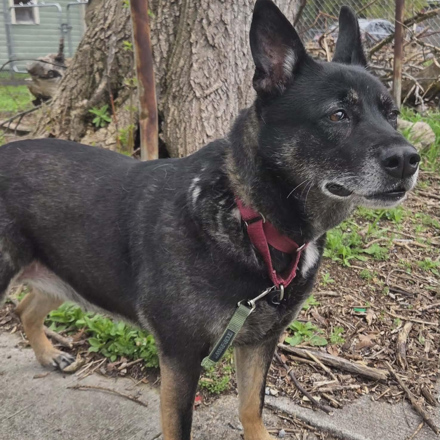 Waffles, Adoptable, Adult Female Shepherd.