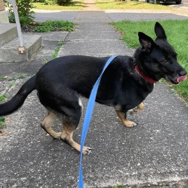 Waffles, a Adoptable Shepherd in Rochester, NY image 5/6