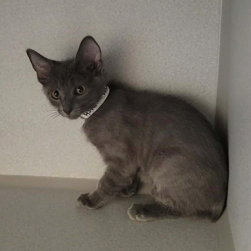 Asta, Adoptable, Kitten Male Domestic Short Hair.