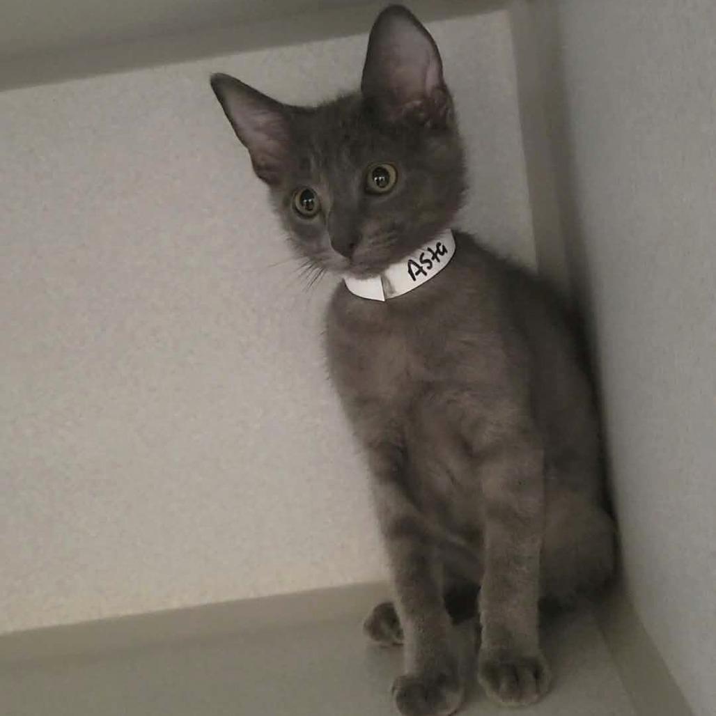 Asta, a Adoptable Domestic Short Hair in Washougal, WA image 2/3