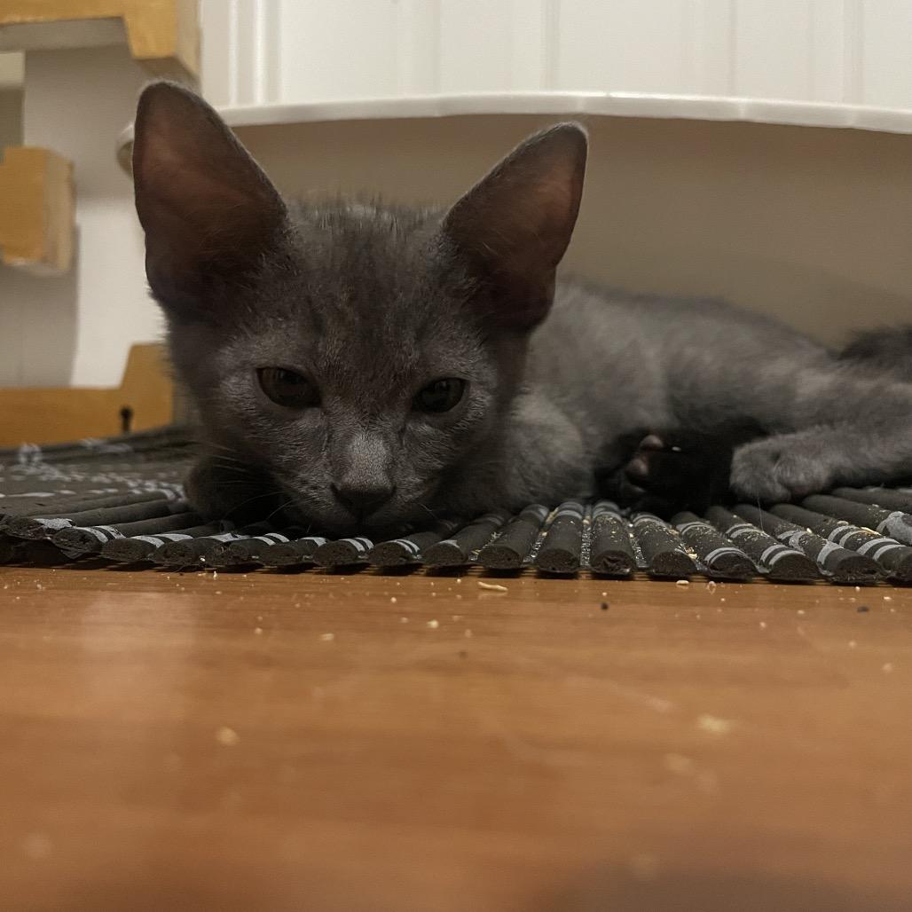 Asta, a Adoptable Domestic Short Hair in Washougal, WA image 3/3