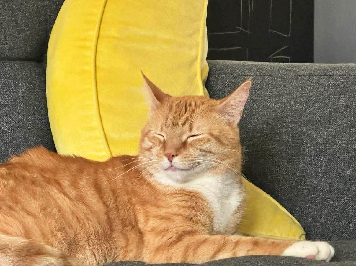 Precious, Adoptable, Adult Male Domestic Short Hair.