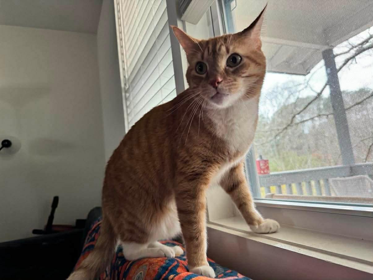 Enlarge Precious, a Adoptable Domestic Short Hair in Social Circle, GA image 2/3