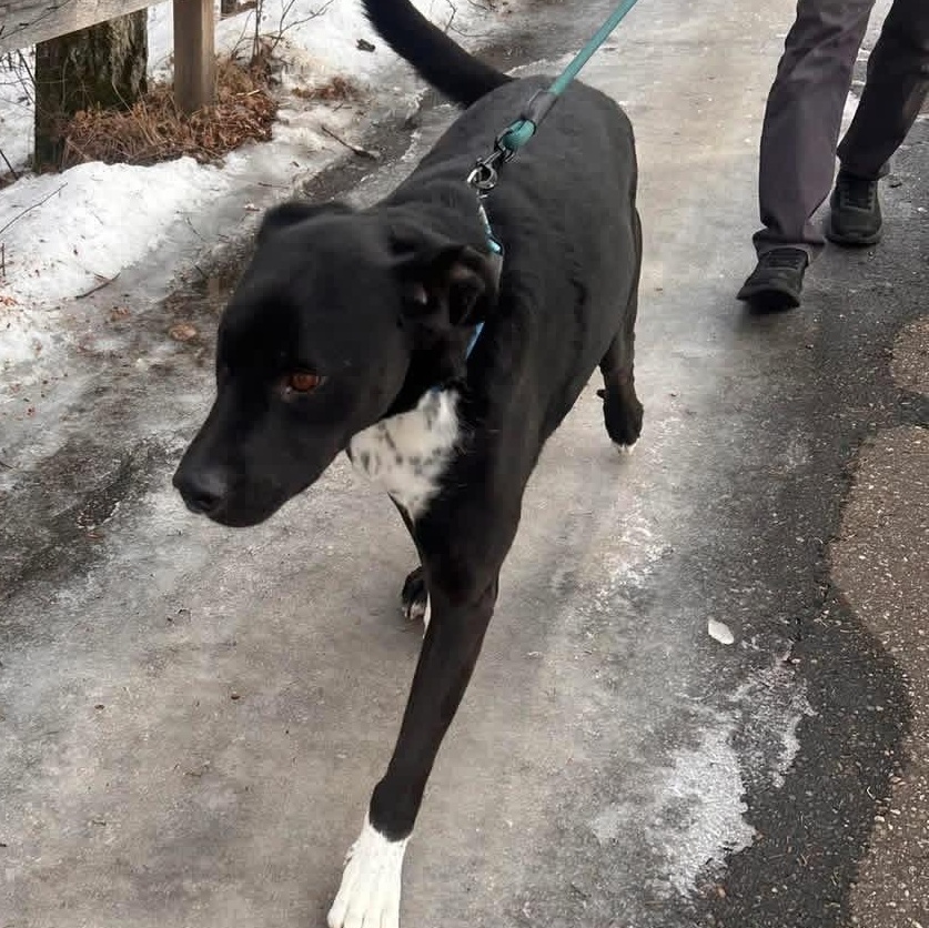 Enlarge Kelso, a Adoptable mixed breed in Edmonton, AB image 1/6