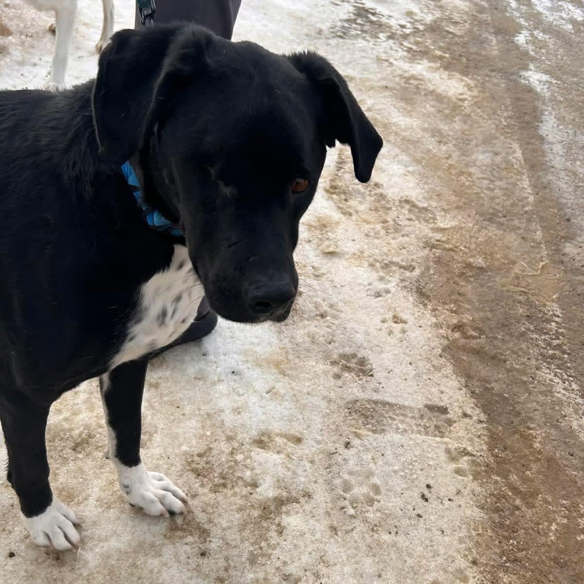 Enlarge Kelso, a Adoptable mixed breed in Edmonton, AB image 2/6