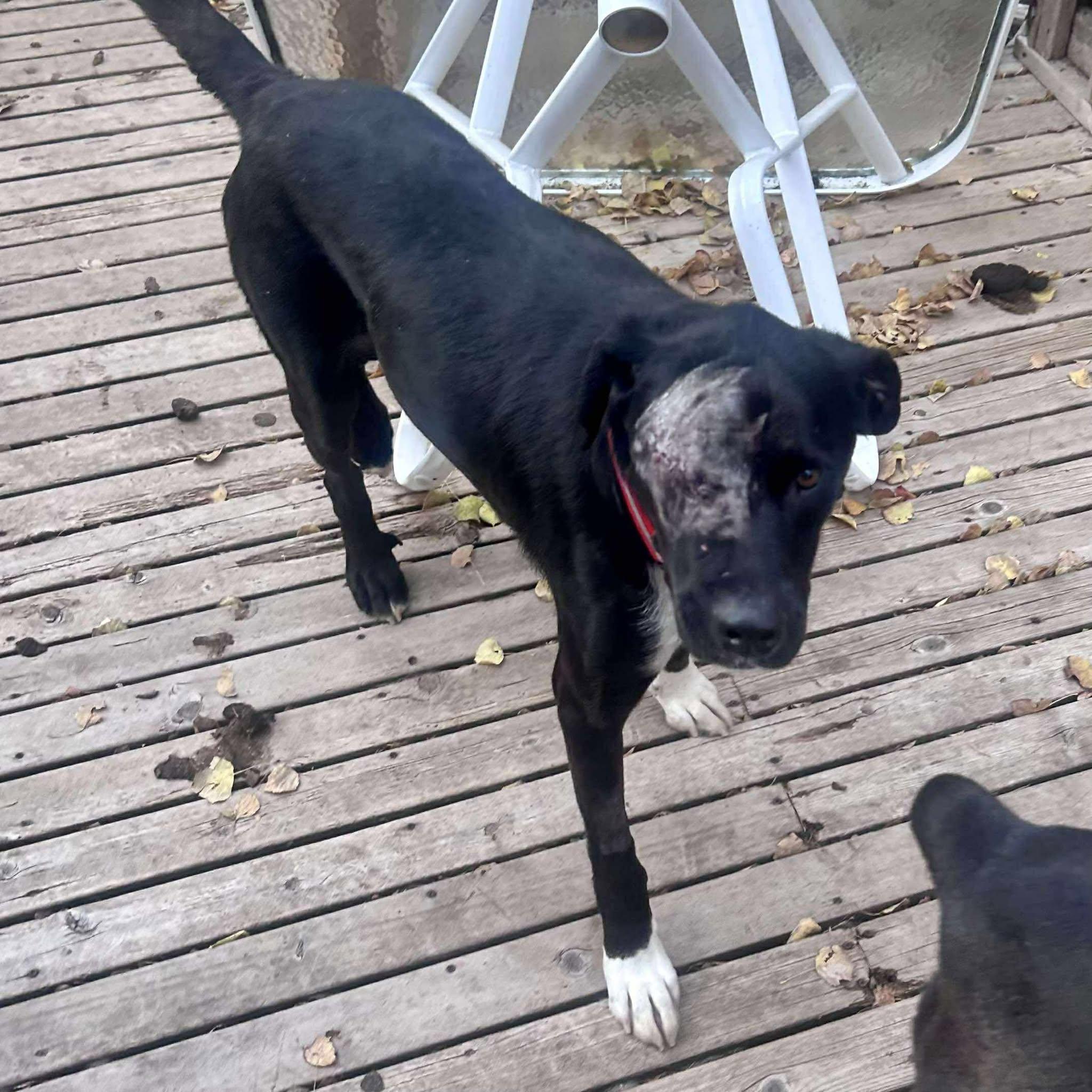 Enlarge Kelso, a Adoptable mixed breed in Edmonton, AB image 5/6