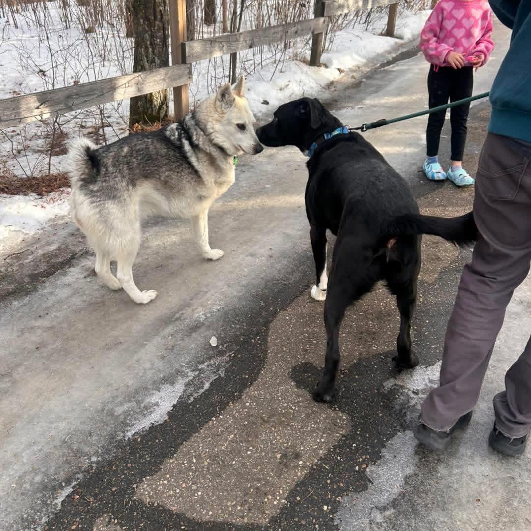 Enlarge Kelso, a Adoptable mixed breed in Edmonton, AB image 6/6