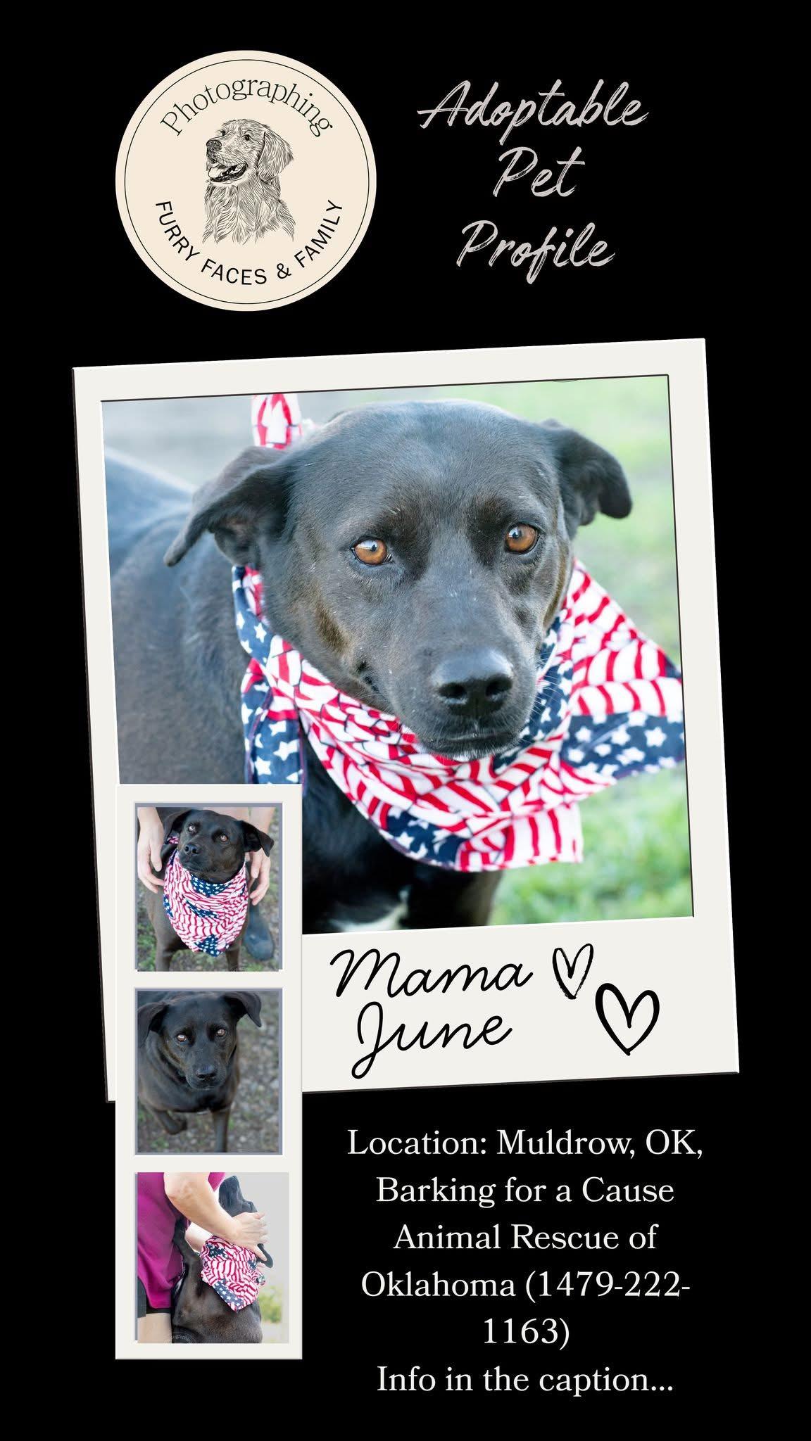 Mama June, Adoptable, Adult Female Black Labrador Retriever.