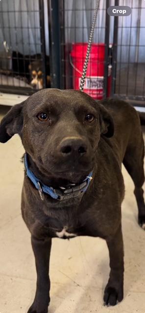 Mama June, a Adoptable mixed breed image 2/2