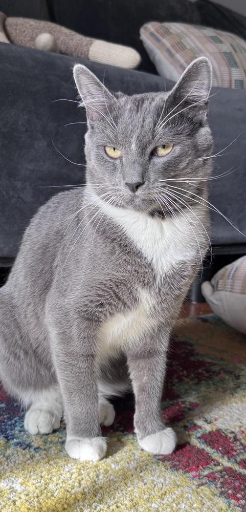 Joe - AH, Adoptable, Adult Male Domestic Short Hair.
