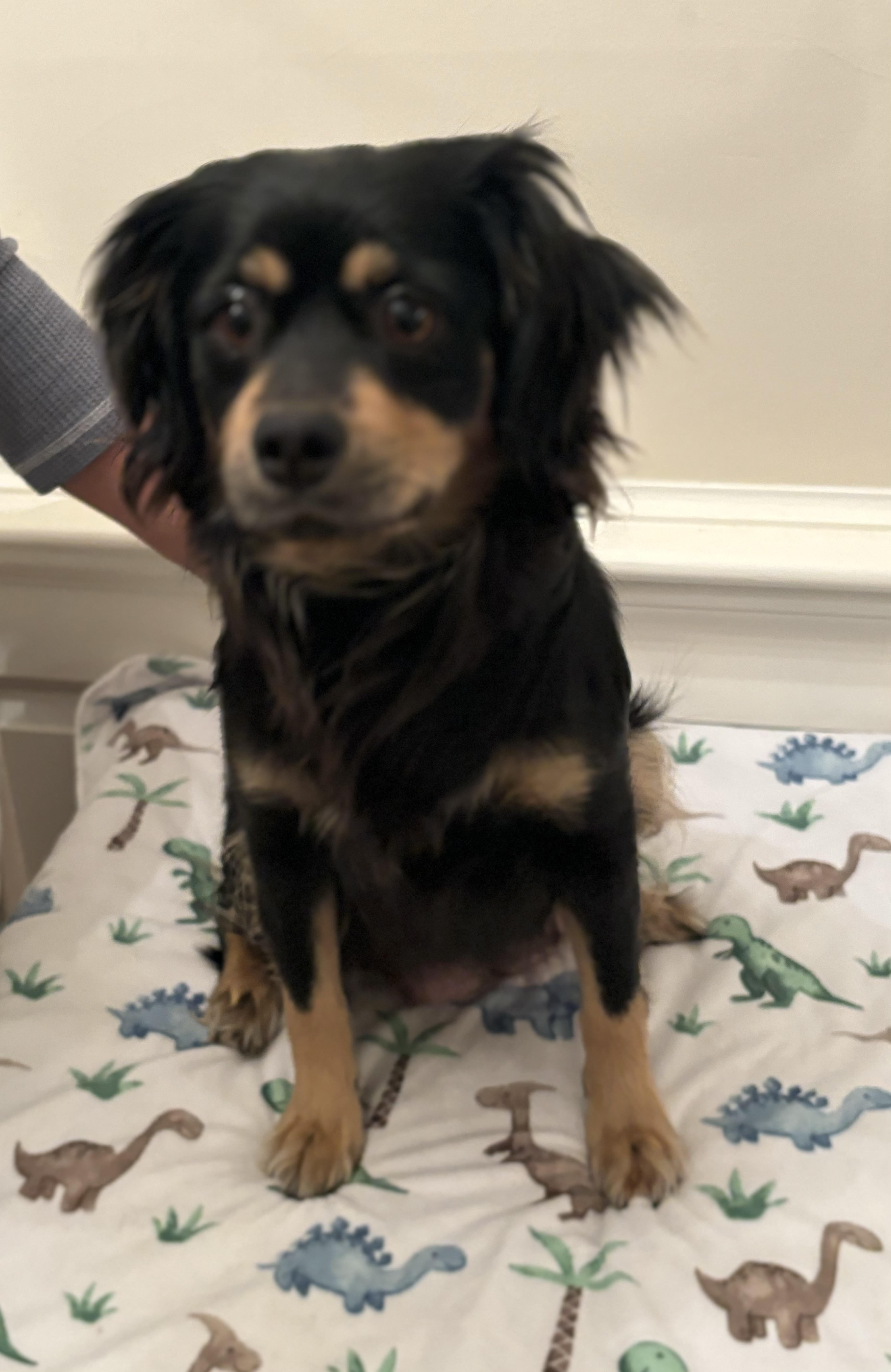 Momma rosie, Adoptable, Young Female Cocker Spaniel.