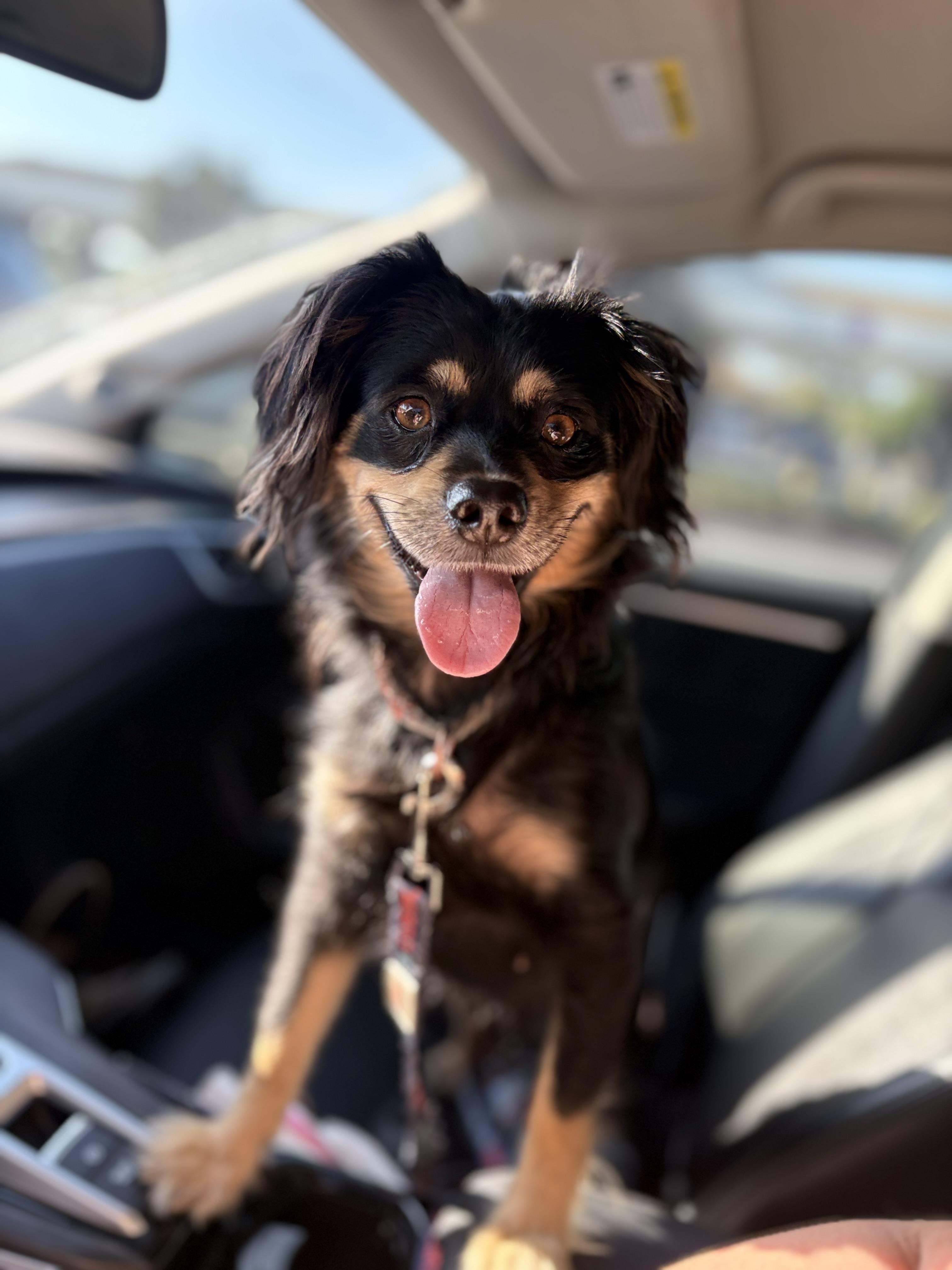 Enlarge Momma rosie, a Adoptable mixed breed in Discovery Bay, CA image 1/1
