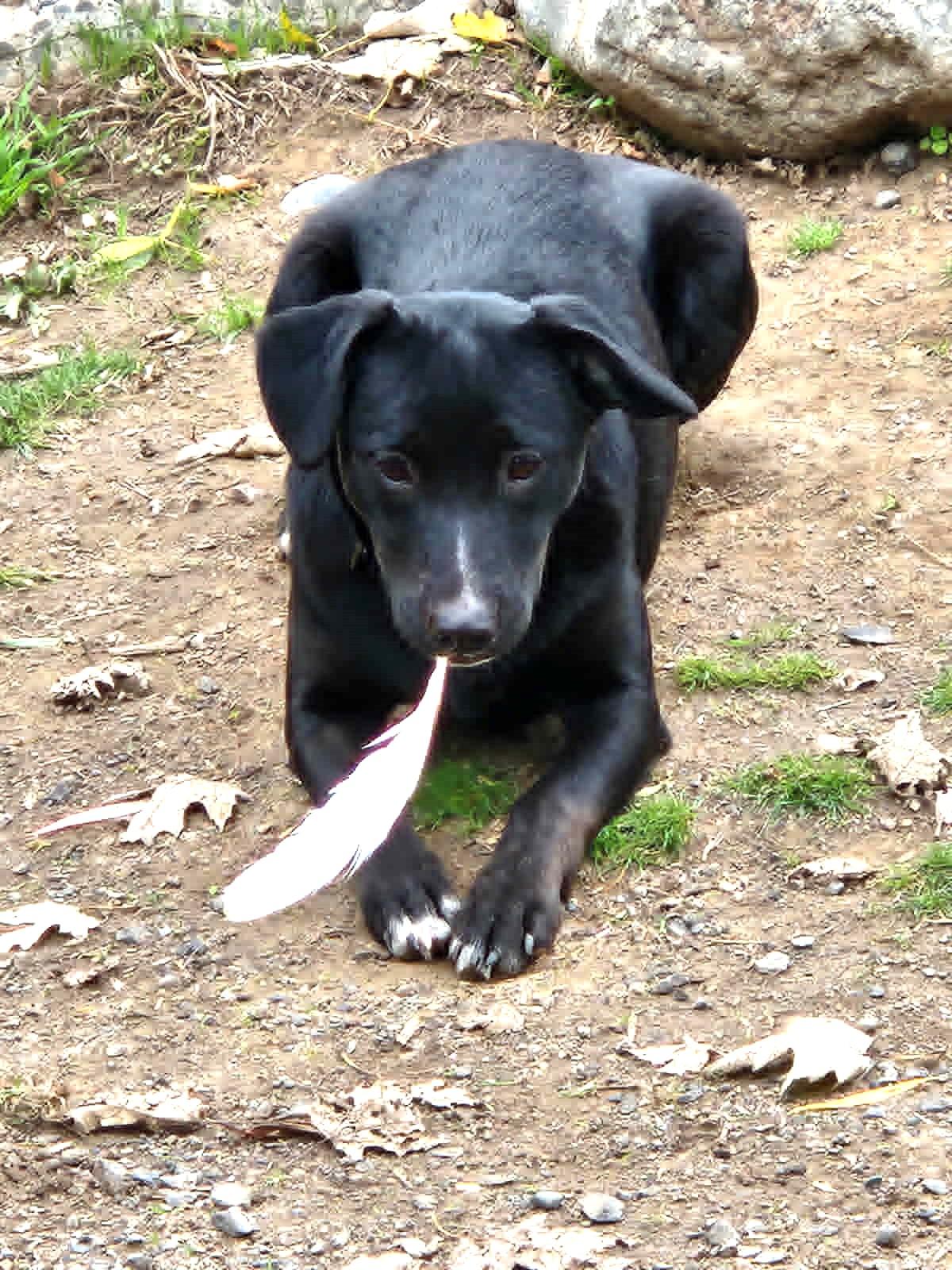 Enlarge Arpeggio , a ADOPTABLE mixed breed in Lewiston, ID image 1/1