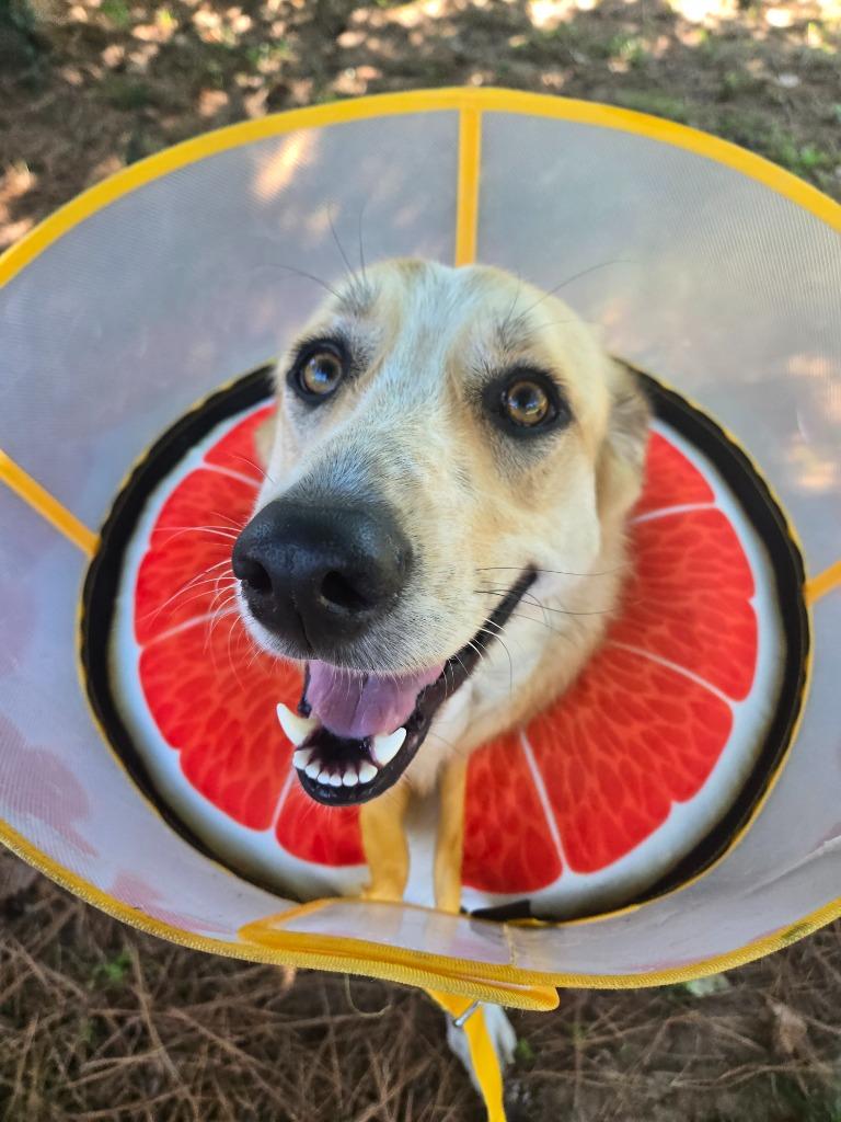 Ruby, Adoptable, Adult Female Great Pyrenees & Mixed Breed.