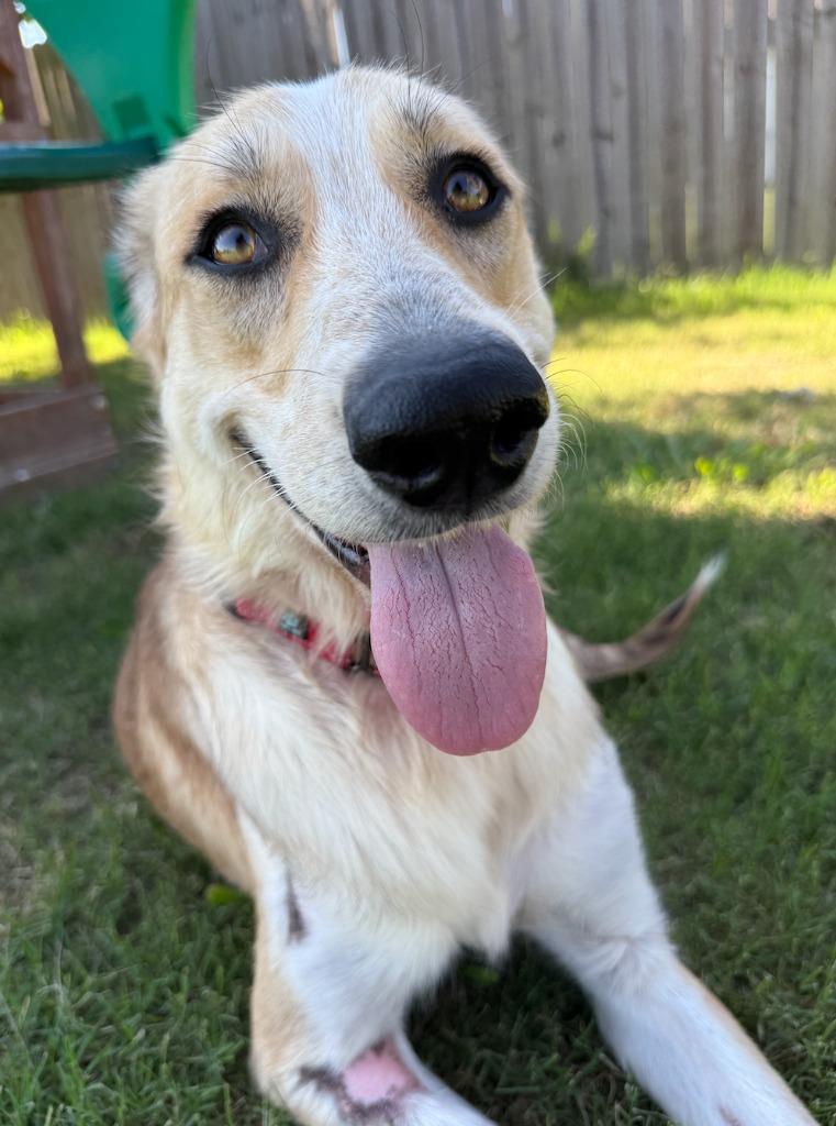 Enlarge Ruby, a Adoptable mixed breed in Fayetteville, AR image 2/6