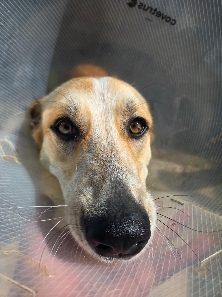 Enlarge Ruby, a Adoptable mixed breed in Fayetteville, AR image 3/6