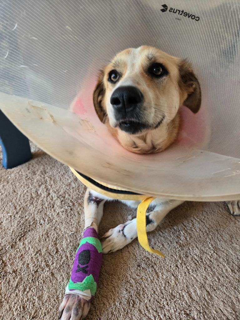 Enlarge Ruby, a Adoptable mixed breed in Fayetteville, AR image 4/6